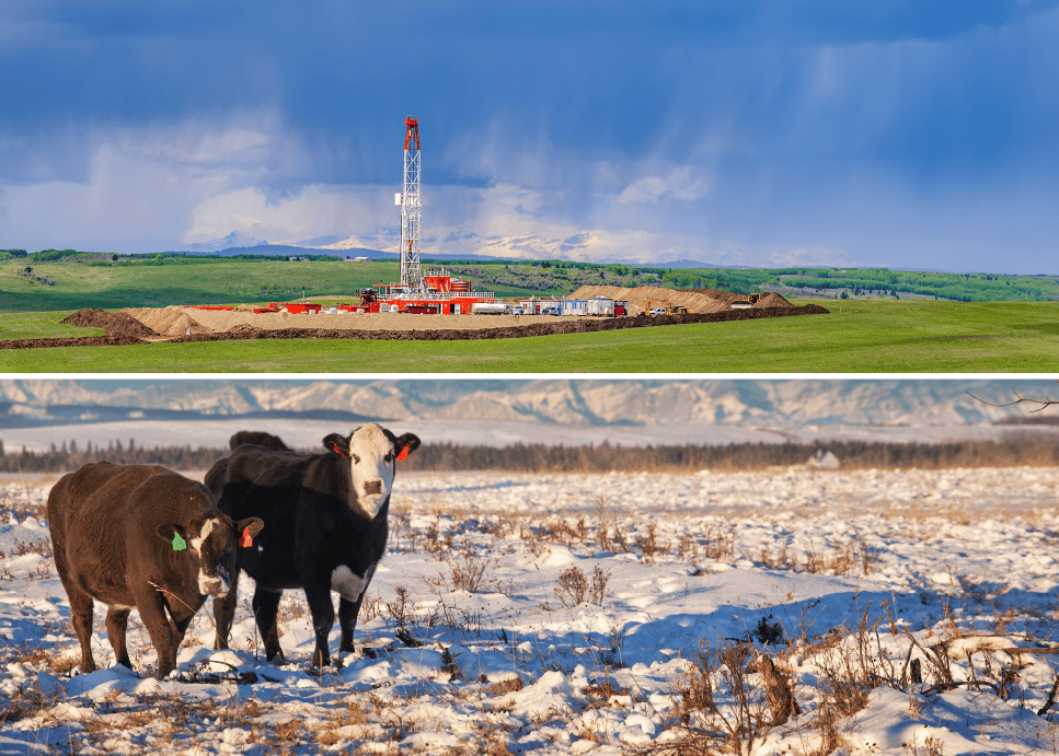 Oil wellpad and cows grazing on land