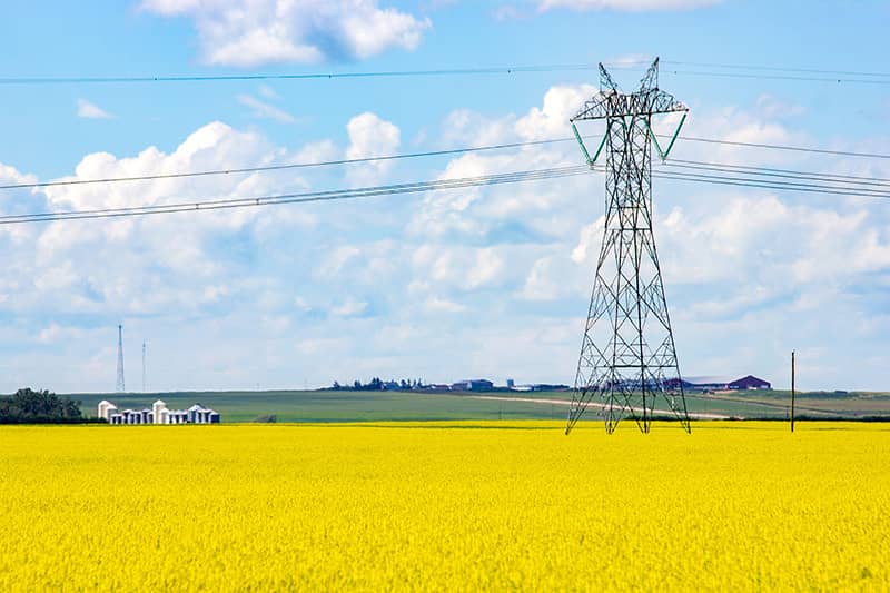 Powerline in a canola field