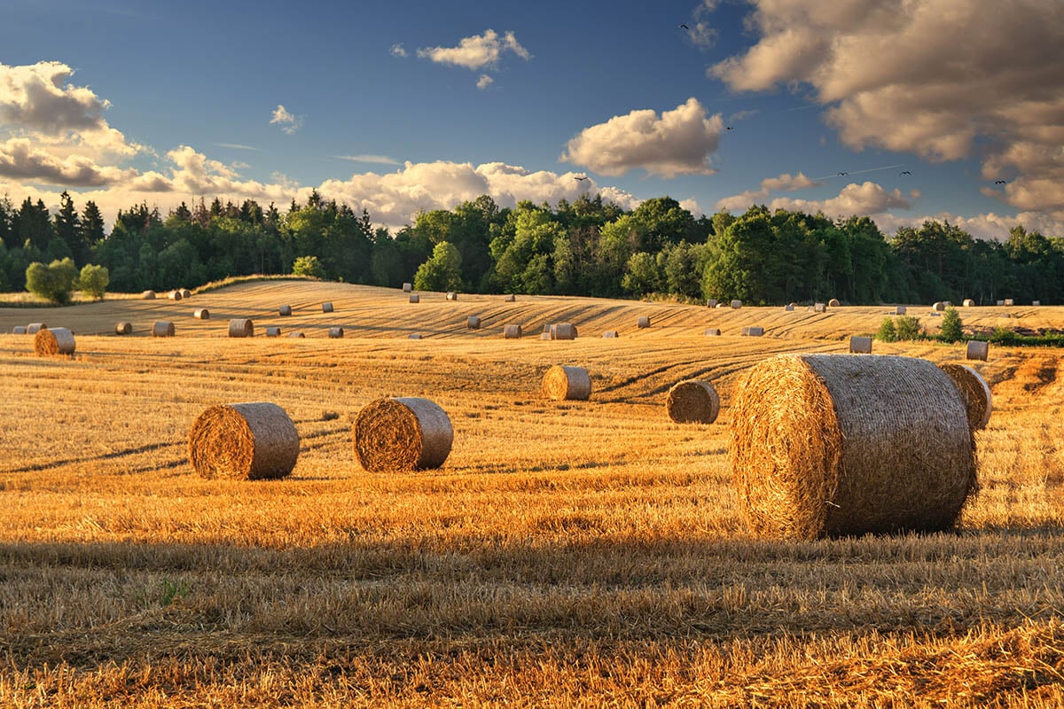 Hay in field