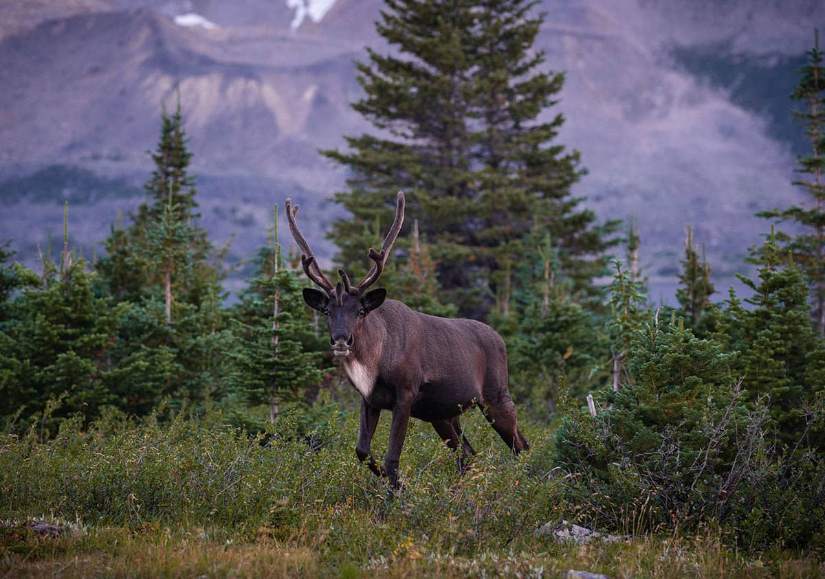 Caribou in a field