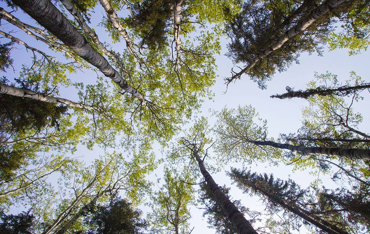 Alberta trees