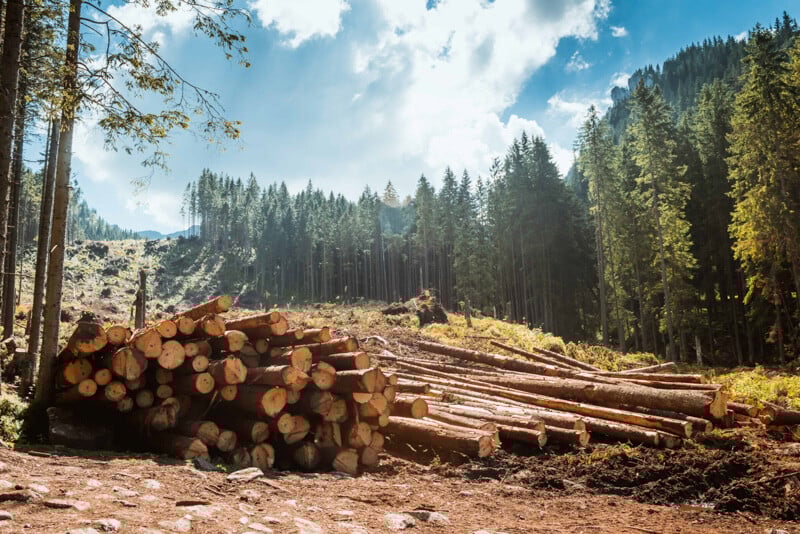 Cut logs, forestry operation