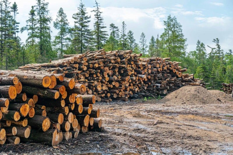 Hundreds of stacked logs, forestry operation